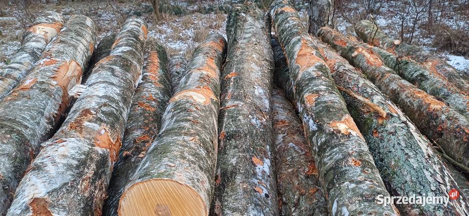 Sprzedam brzozę łupaną