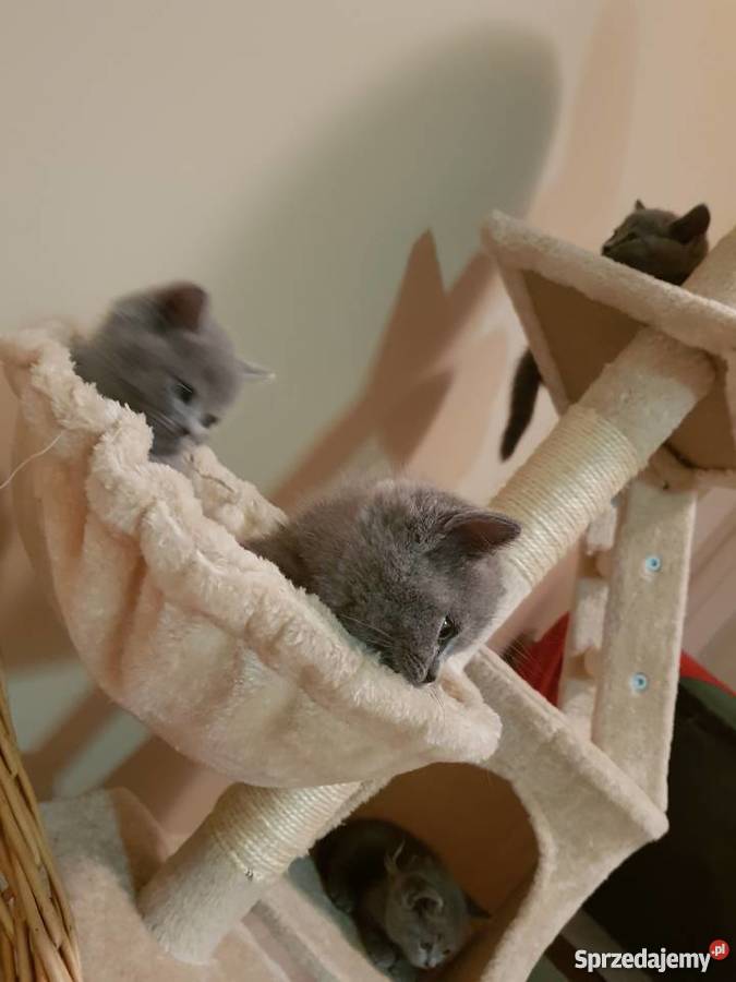 Koty Brytyjskie Niebieskie zachodniopomorskie Szczecin