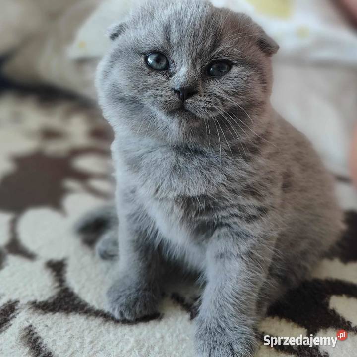 Kot brytyjski szkocki zwisłouchy Częstochowa