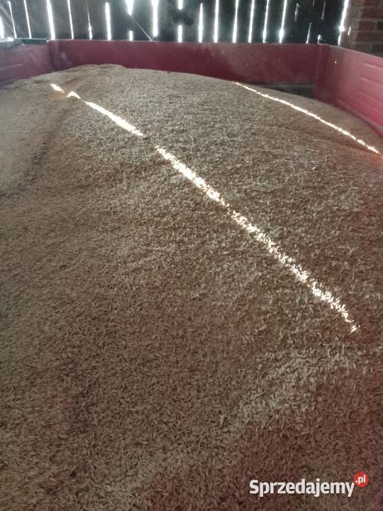 Owiesżyto mieszanka zbożowa łódzkie Mzurki sprzedam