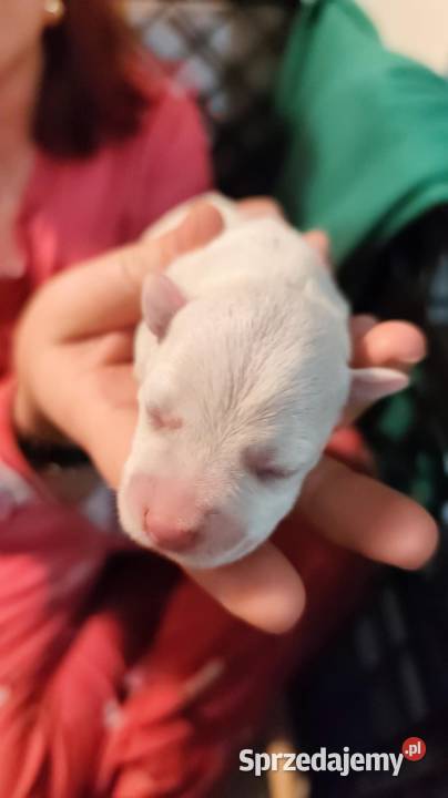 Sznaucerki szukają nowego domu wielkopolskie Poznań