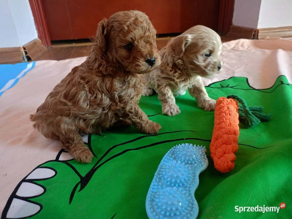 Maltipoo f1b Piesek Miechów