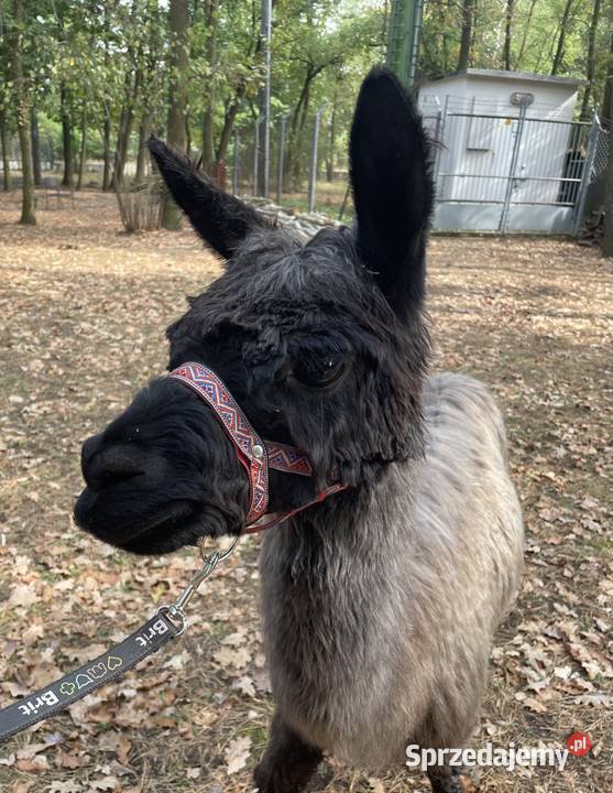 Stado 4 alpak samica i 3 samce alpaki suri Warszawa sprzedam