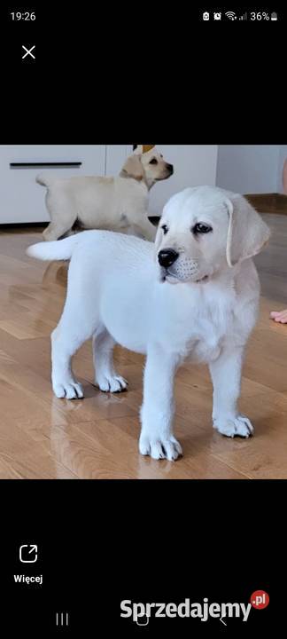 Labrador retriever pochodzenie fci świętokrzyskie Strużki