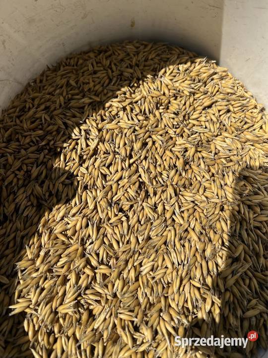 Owies jary czysty Lubomino