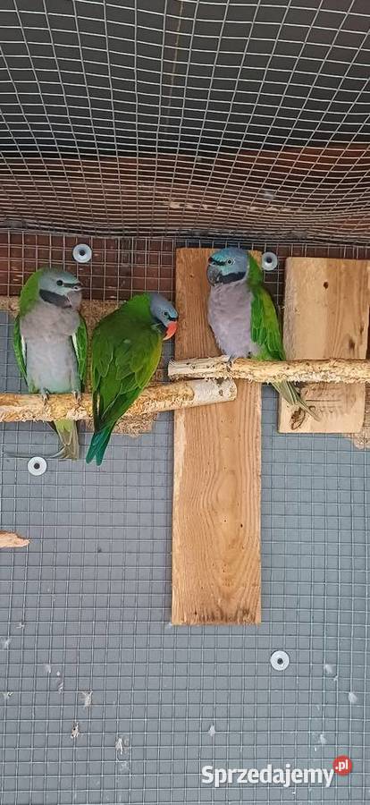 Aleksandretta Chińska śląskie Piekary Śląskie