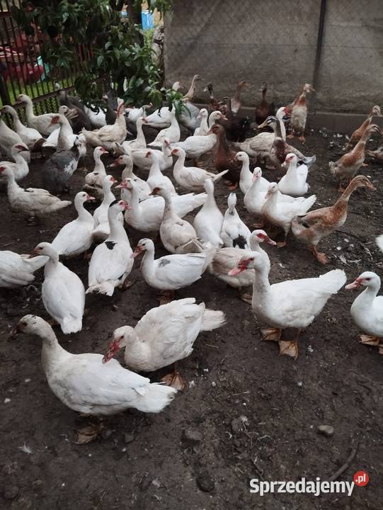 Sprzedam kaczki Drób i ptactwo sprzedam