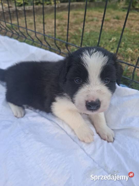 Szczenieta Border Collie REZERWACJA