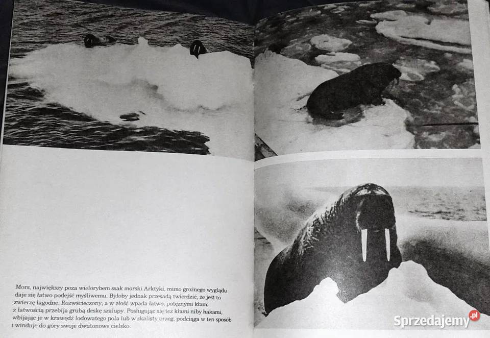 Czy foka jest biała Czesław Centkiewicz Chełm sprzedam