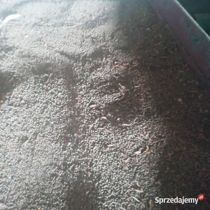 Łubin słodki Piątek