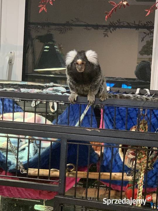 Małpki marmozeta klatka z wyposażeniem Bydgoszcz