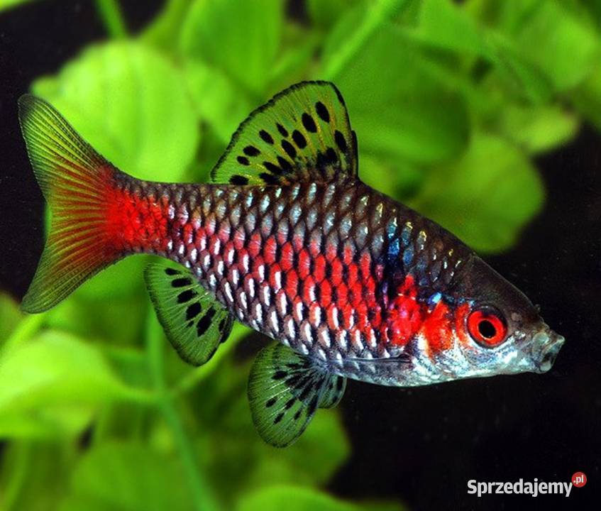 Brzanka odeska Brzanka birmańska Brzanka Gdańsk