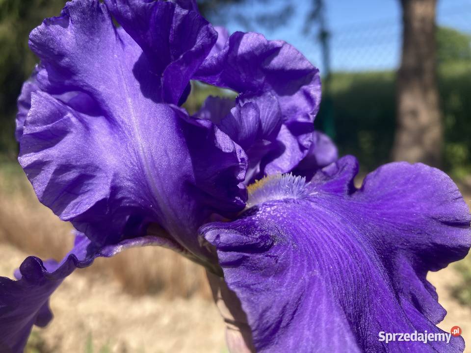 Kosaciec Irys mix kolorów