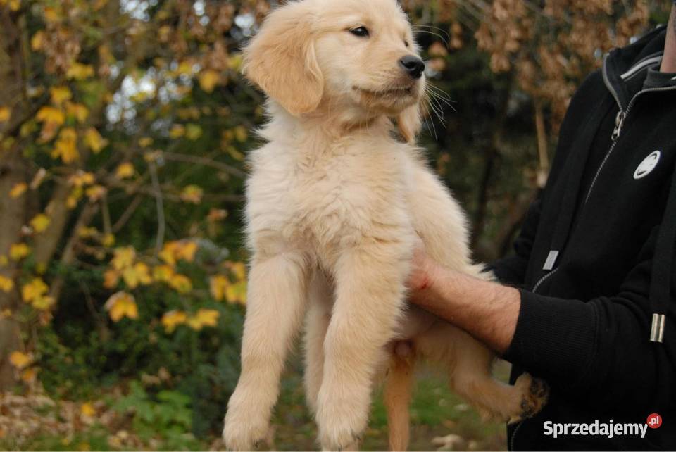 Golden Retriever Golden Retriever Kargów