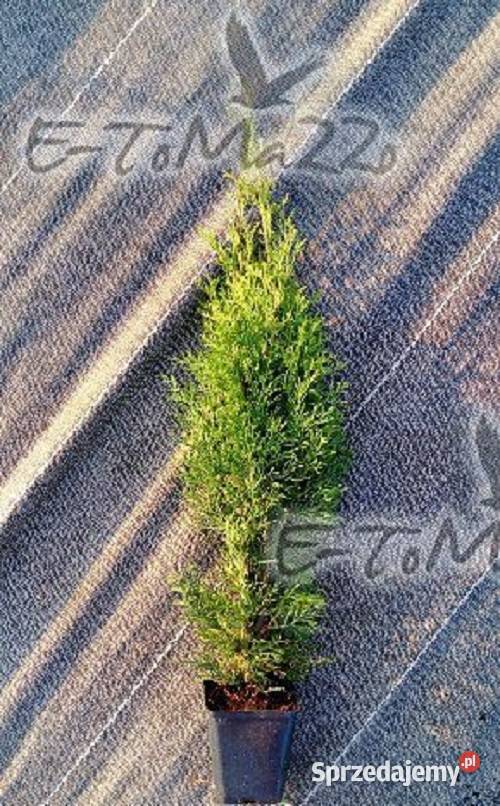 Tuja szmaragd 2035 Thuja smaragd 2035 Promocja śląskie Skrzyszów sprzedam