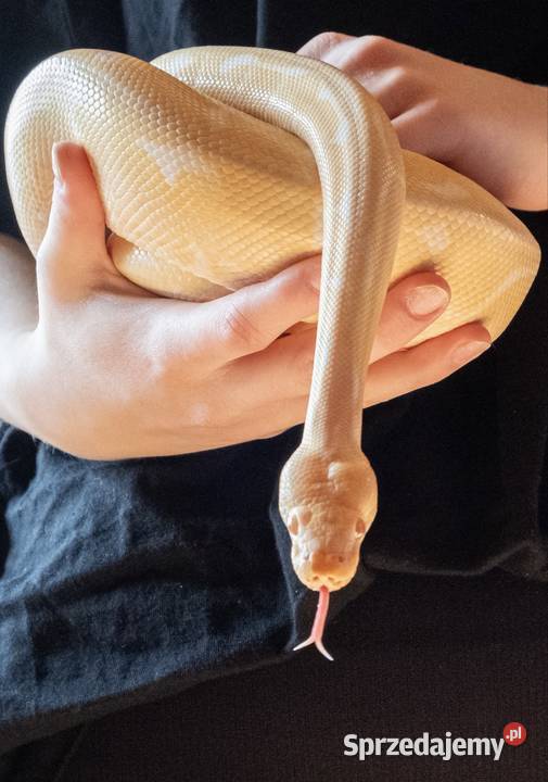 PYTON KRÓLEWSKI SAMIEC sprzedam