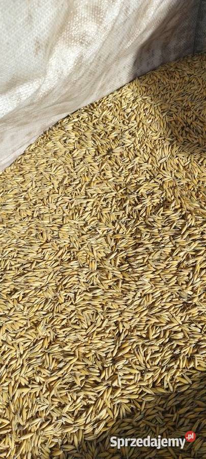 Sprzedam nasiona owsa łódzkie