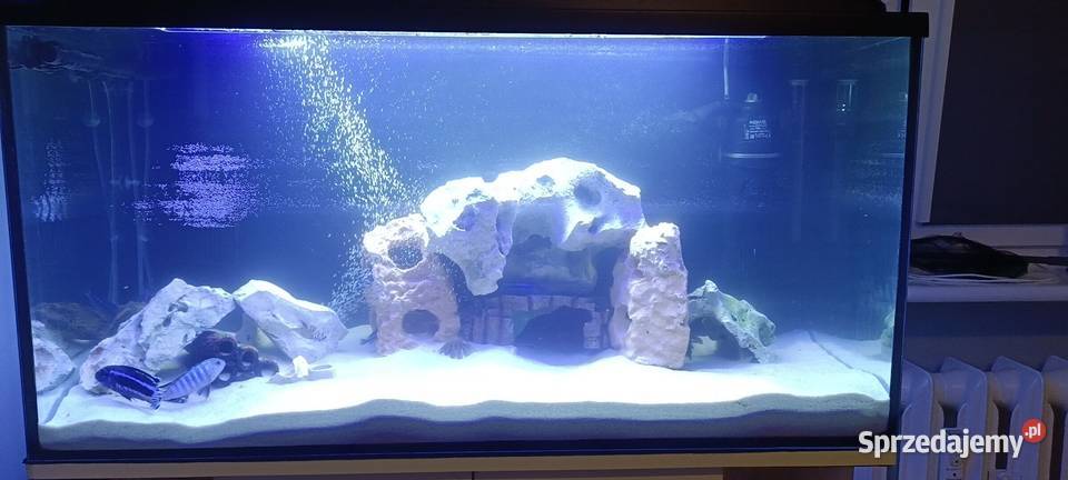 Sprzedam akwarium Akcesoria dla zwierząt Poznań sprzedam