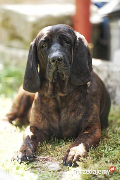 Szczeniaki Posokowca Hanowerskiego z rodowodami Pozostałe dolnośląskie Jelenia Góra