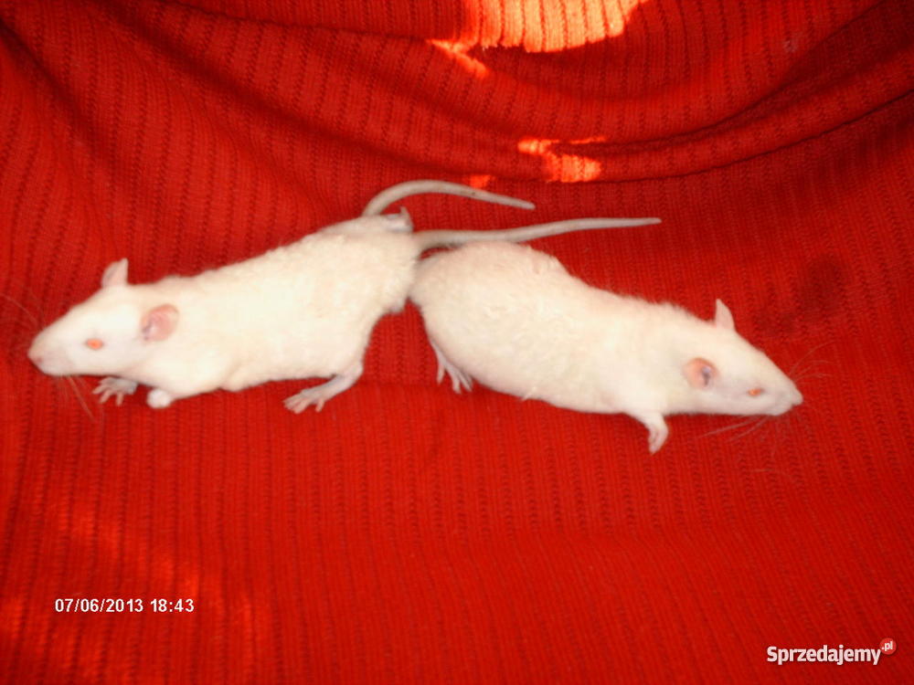 Wielkoszczurki Okazyjna Pozostałe