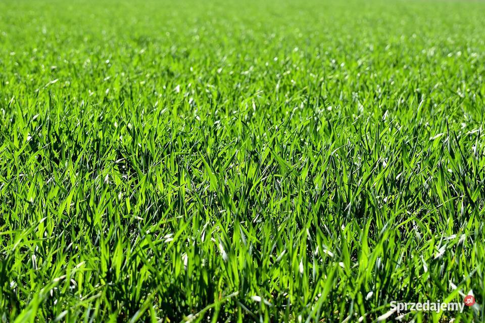 Biowłóknina geowłóknina włóknina nasiona 22x10m Warszawa