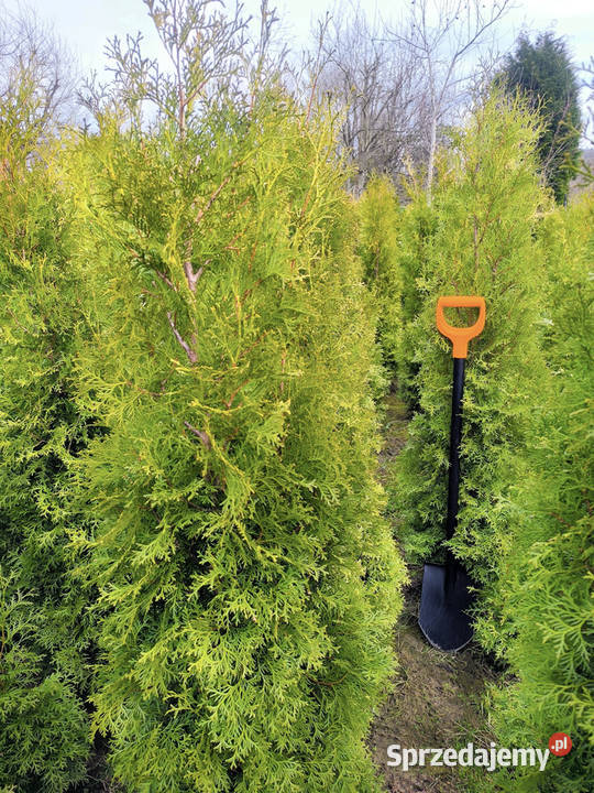Thuja tuja żywotnik szmaragd aureospicata ok 170 Iglaste Dom i Ogród małopolskie Kalwaria Zebrzydowska