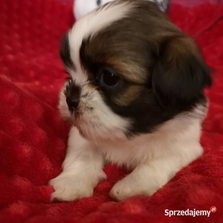 Śliczny PIESEK rasy Shih tzu piękny szczeniaczek
