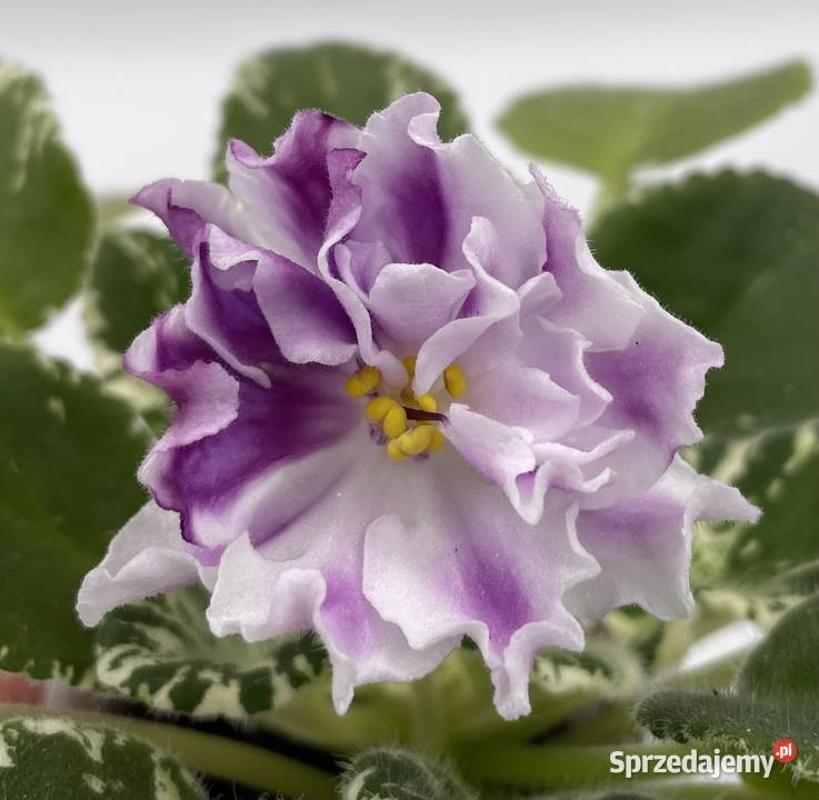 Fiołek afrykański kwitnąca sadzonka Jędrzejów