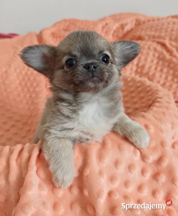 Chihuahua suczka pies mini prawdziwy rodowód mazowieckie sprzedam