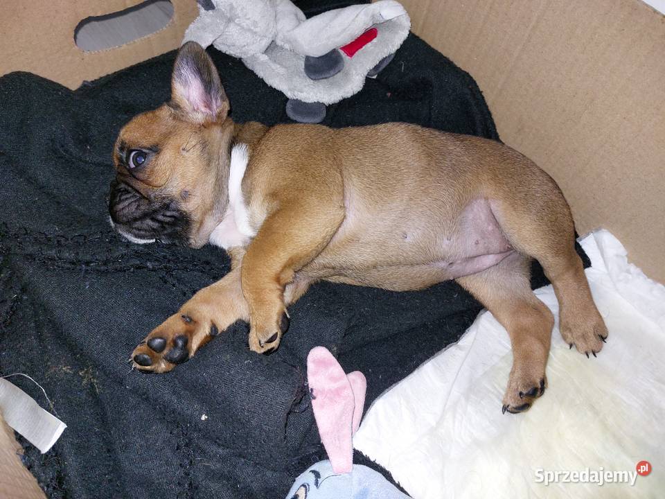 Buldog francuski warmińsko-mazurskie Olsztyn