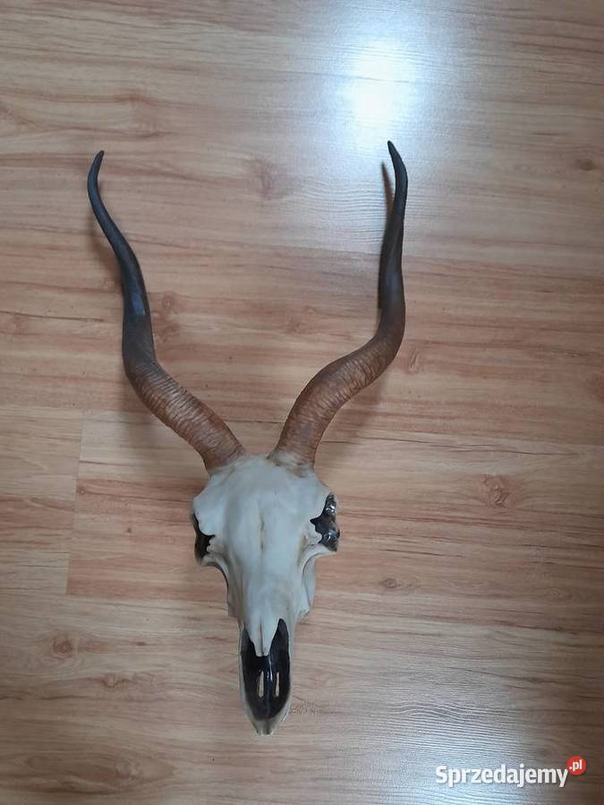 Poroże czaszka vintage zachodniopomorskie Szczecinek