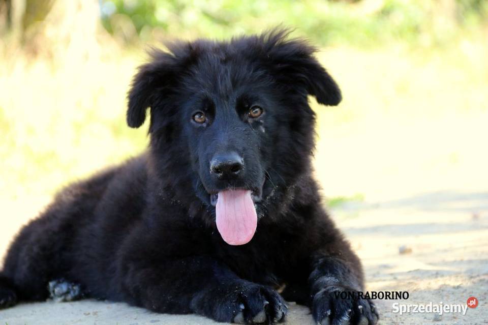 Owczarki Niemieckie Długowłose Owczarek