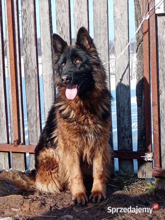 Sprzedam owczarka niemieckiego długowłosego lubelskie Puławy