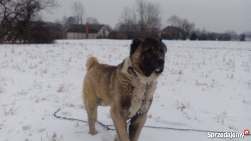 Owczarek środkowoazjatycki Reproduktor Psy Krężoły