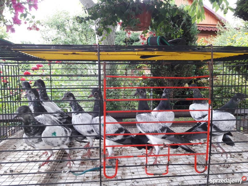 Gołębie deresze Białystok sprzedam