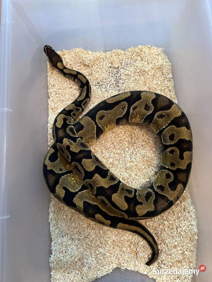 Pyton królewski Rzeszów