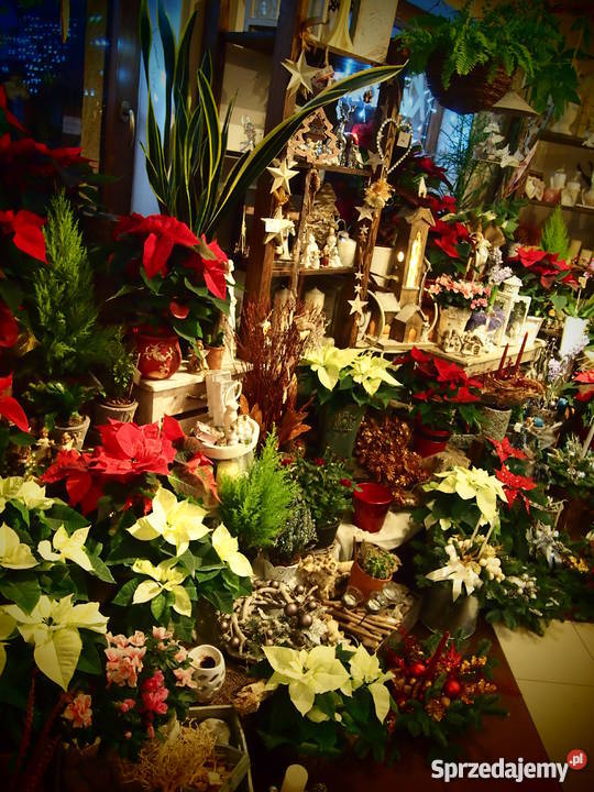 Sprzedam asortyment kwiaciarni Olsztyn