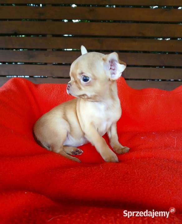 Piękna suczka chihuahua Płock