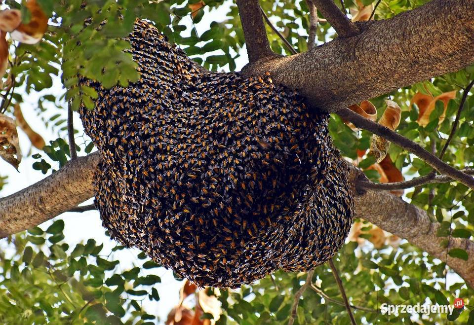 ROJE Rój Pszczół PSZCZOŁY Darmowo Usuniemy i małopolskie Kraków sprzedam