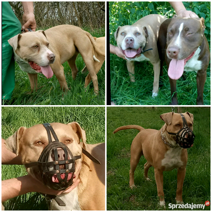 Pit bull red nose szczenieta Tarnobrzeg