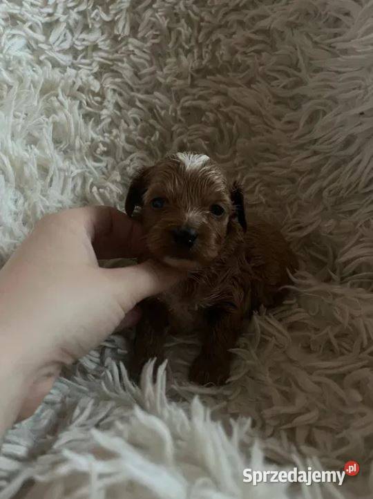 Unikatowy piesek cockapoo f1b mama cockapoo tata