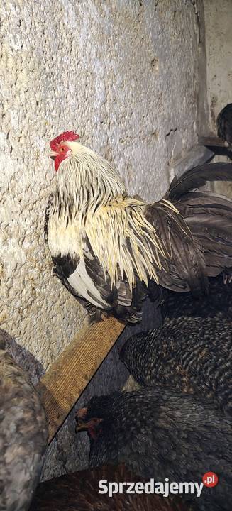 Koguty opolskie Strzelce Opolskie