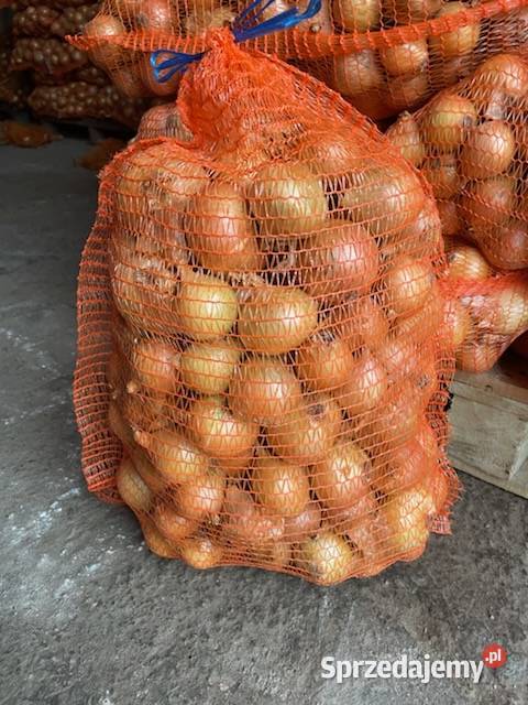 Sprzedam cebulę Podmarszczyn sprzedam