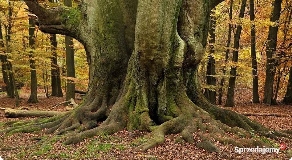 Las bukowy 100 letni Sprzedaż