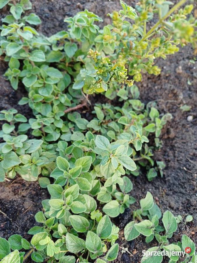 Oregano ziola sadzonka Dobrzyniewo Duże sprzedam