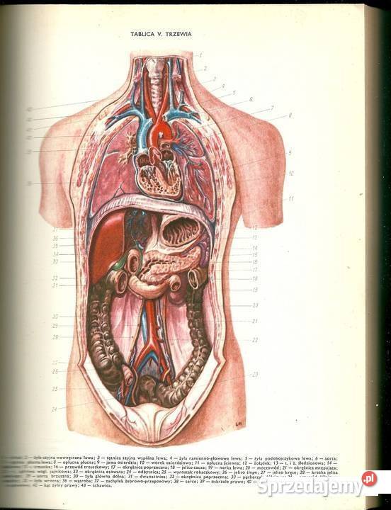Atlas fizjologii atlas medycyna fizjologia medycyna, nauki medyczne Książki naukowe i popularnonaukowe Łódź
