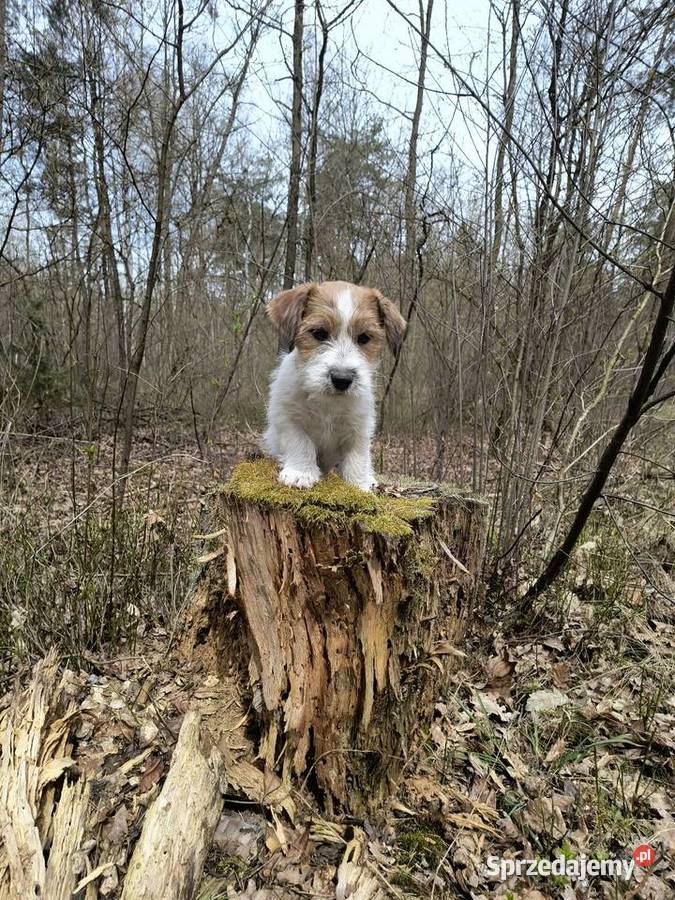 Jack Russell Terrier Jack Russell Terrier śląskie