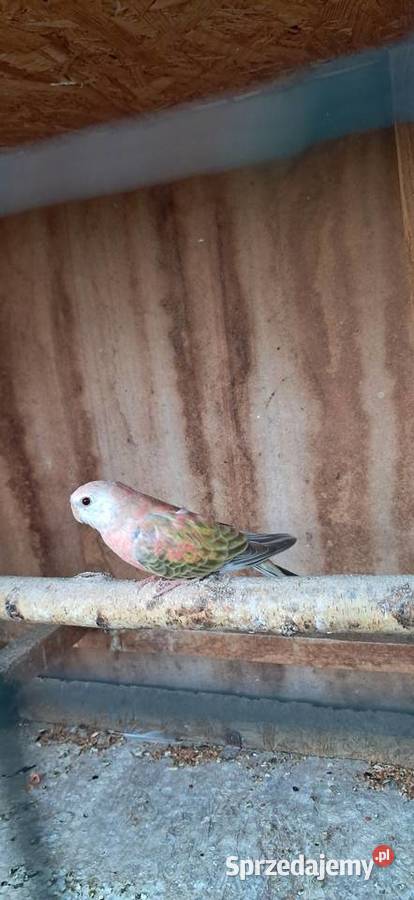 Lilianka Opaline Pale fallow Proszowice sprzedam