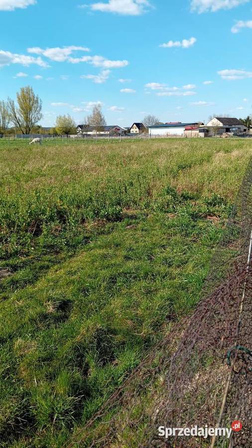 Sprzedam działkę kanalizacja lubuskie Trzebiechów sprzedam
