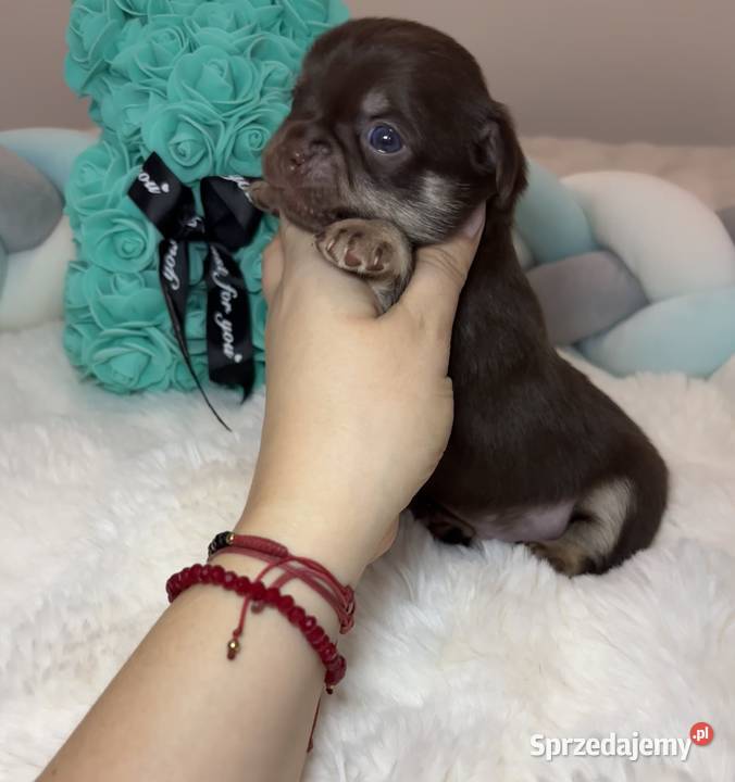 Chihuahua długowłosy piesek choco tan badania Bełchatów